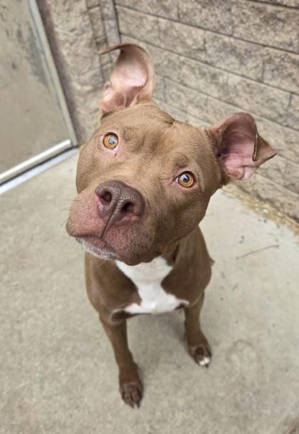Enlarge Bernadette, a ADOPTABLE Pit Bull Terrier in South Bend, IN image 2/3
