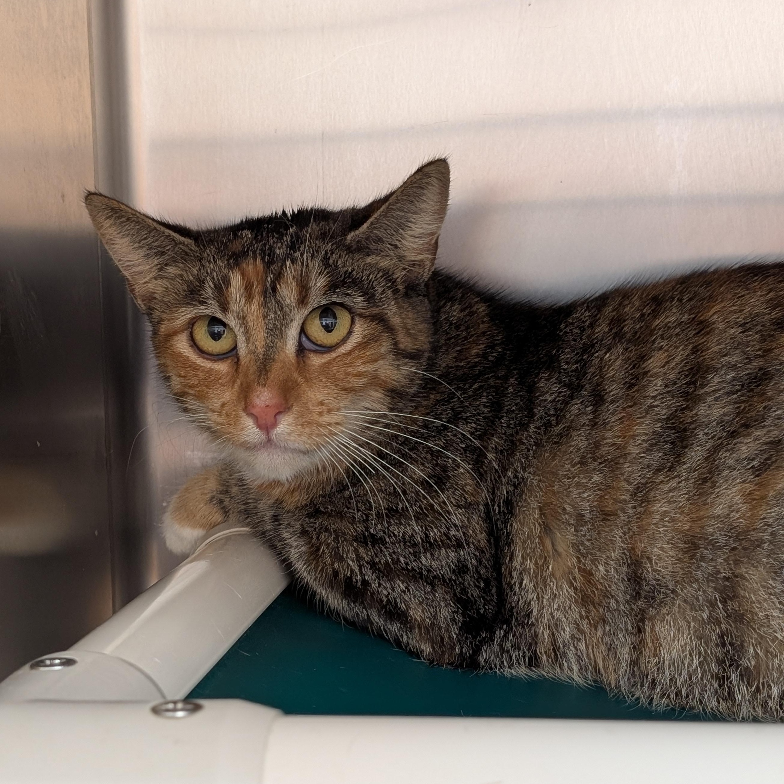 Chai, ADOPTABLE, Adult Female Domestic Short Hair.