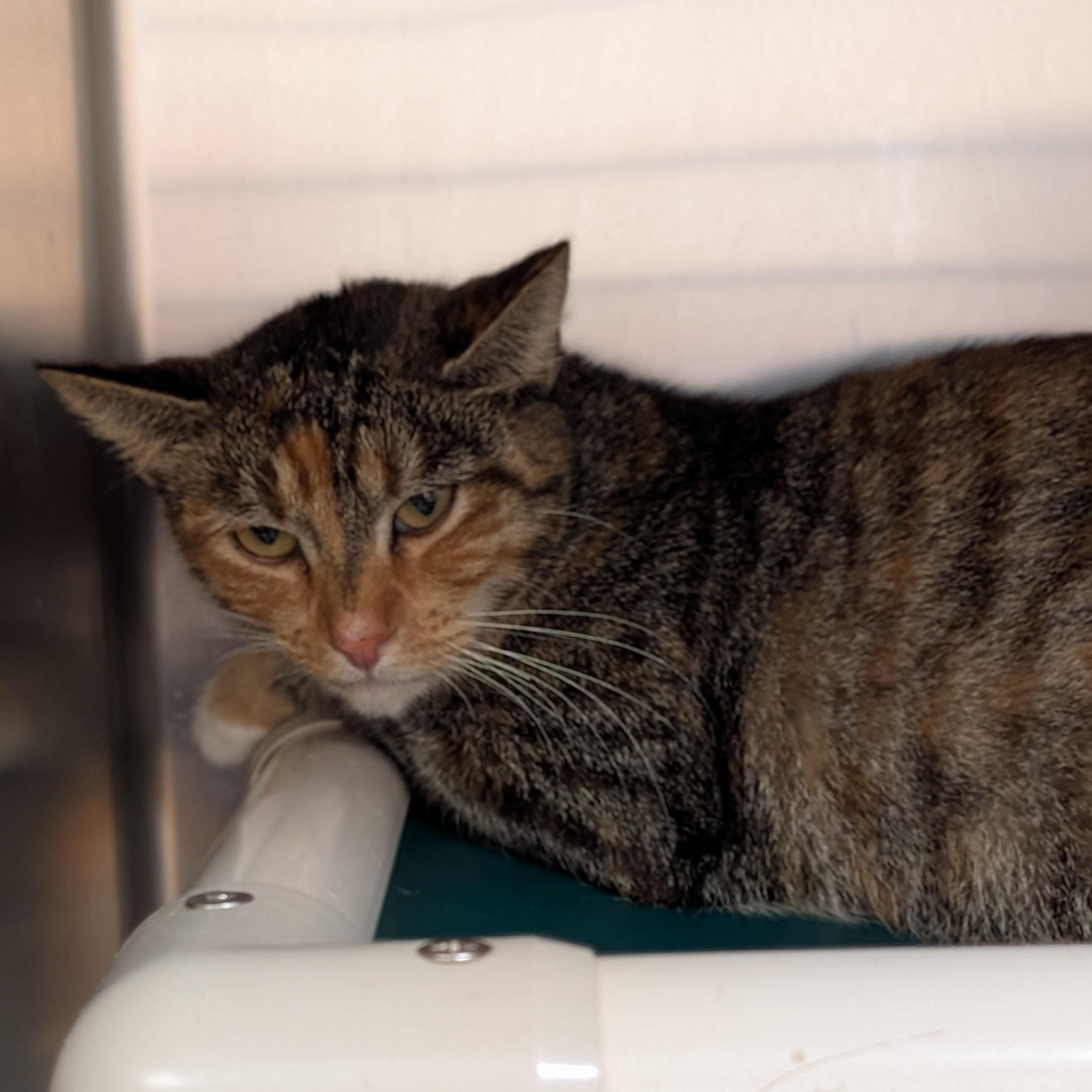 Chai, a ADOPTABLE Domestic Short Hair in St. Augustine, FL image 2/2