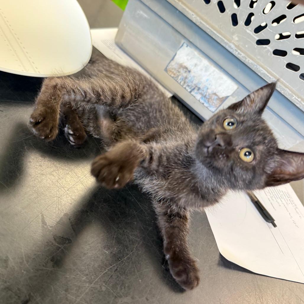 Cassie, Adoptable, Kitten Female Domestic Short Hair.