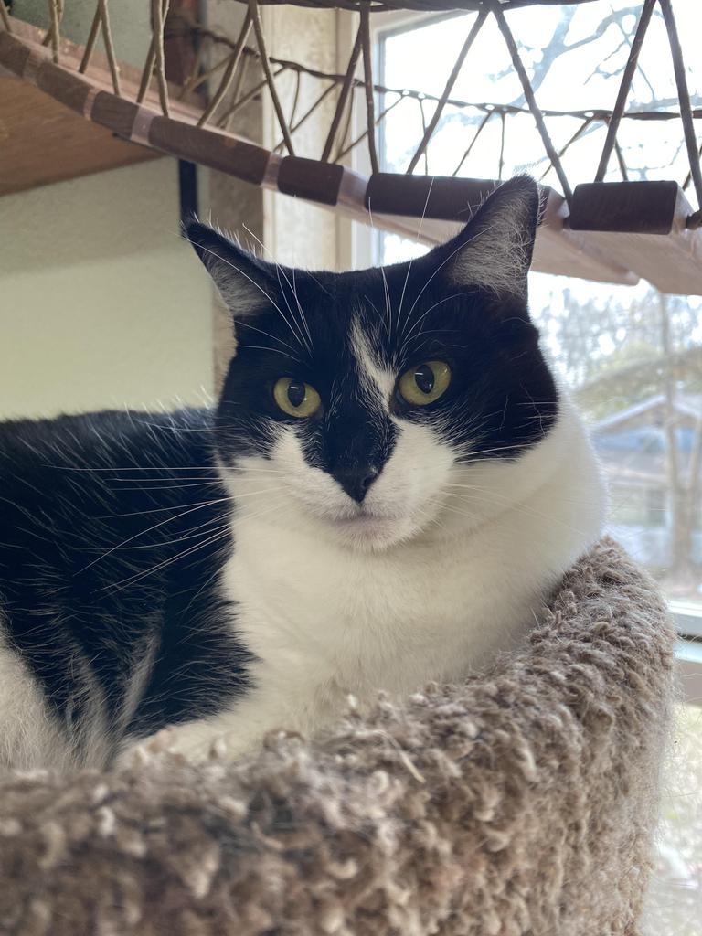 Little Bit, Adoptable, Adult Female Domestic Short Hair.