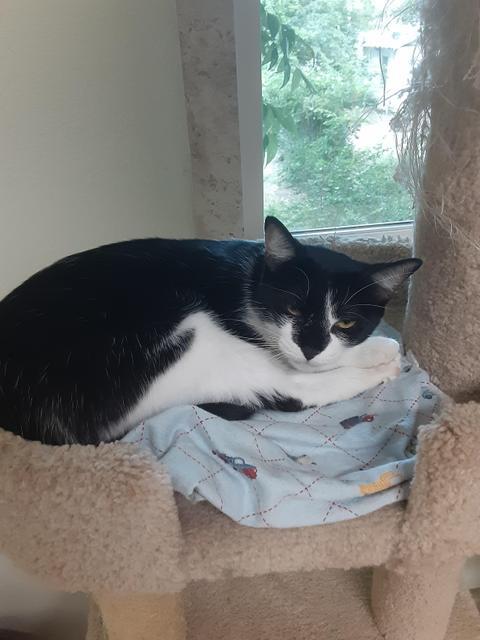 Enlarge Little Bit, a Adoptable mixed breed in Hot Springs, AR image 2/2