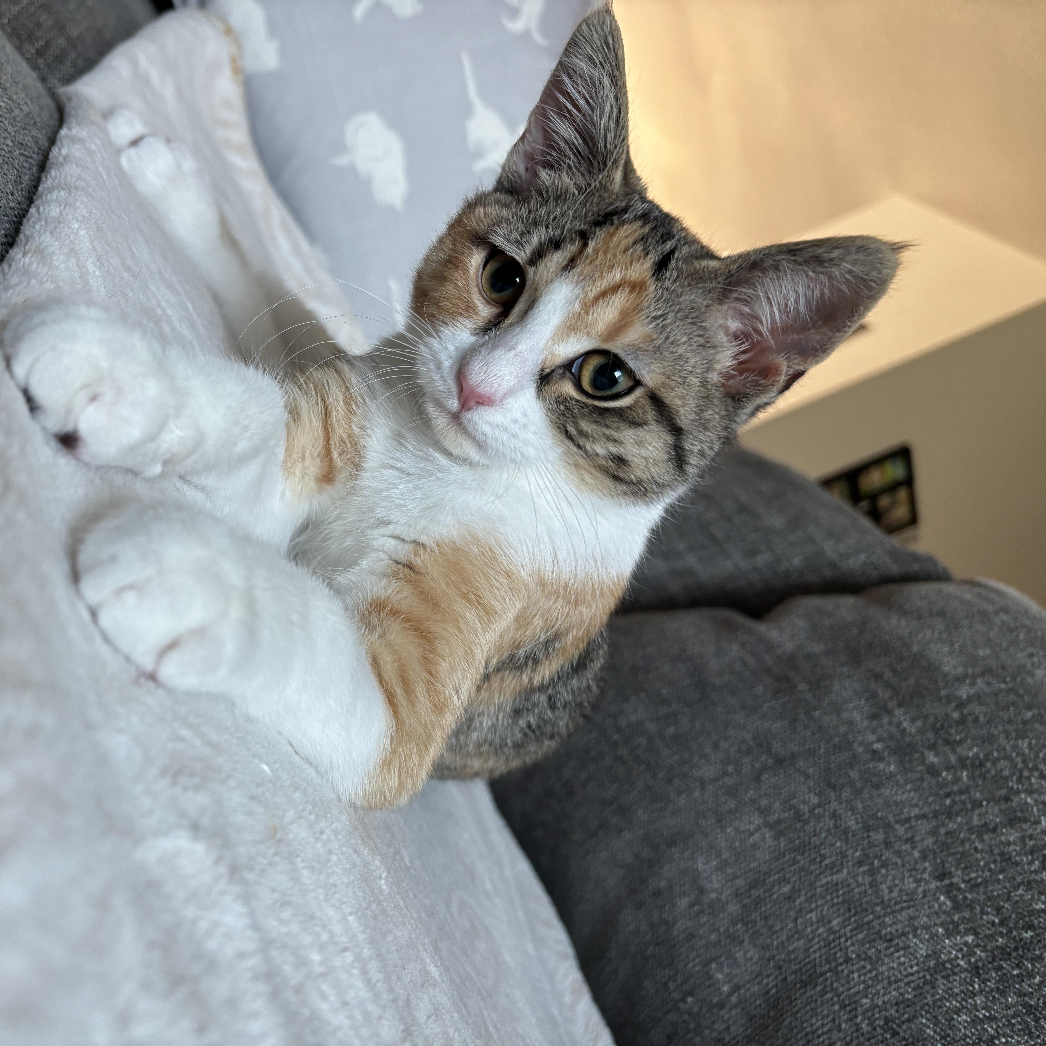 Pearl, ADOPTABLE, Young Female Calico & Tabby.
