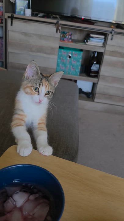 Enlarge Pearl, a ADOPTABLE mixed breed in Pasco, WA video 3/3