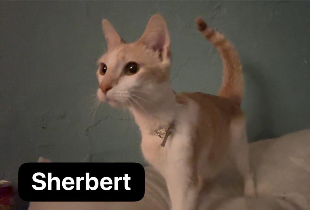 Sherbert, a Adoptable mixed breed in Johnson City, TN image 1/2