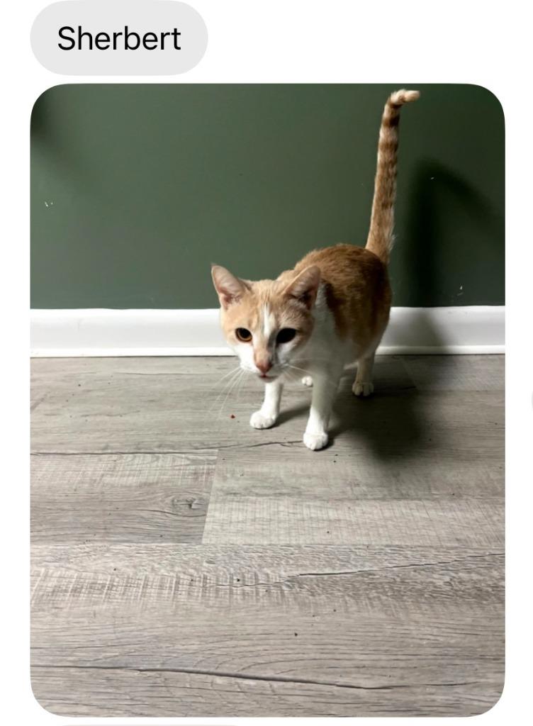 Sherbert, a Adoptable mixed breed in Johnson City, TN image 2/2