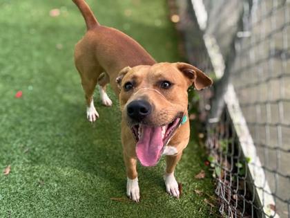 Grant, Adoptable, Adult Male Terrier & Mixed Breed.