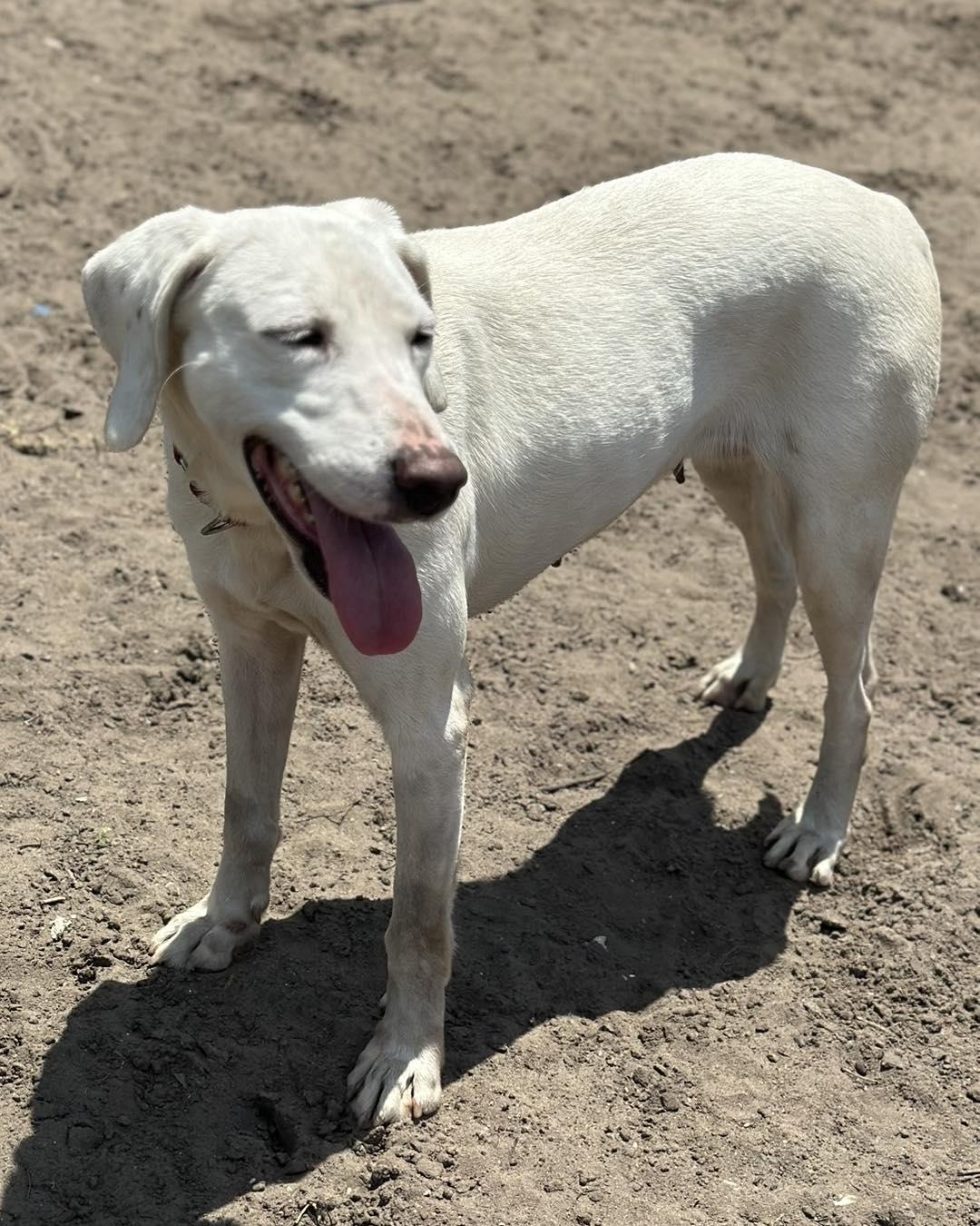 Enlarge Mabel, a ADOPTABLE Hound in North Myrtle Beach, SC image 2/3