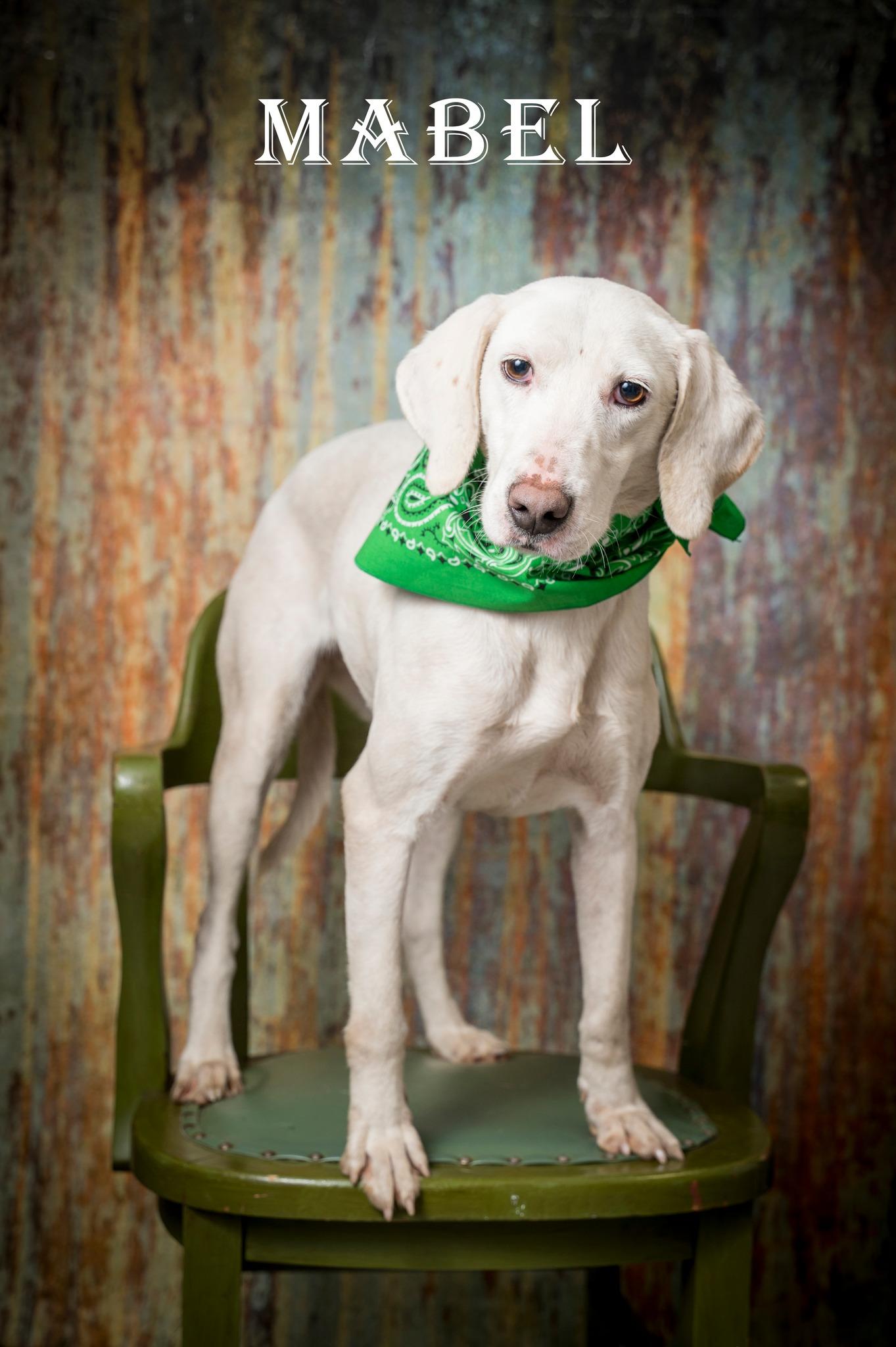 Enlarge Mabel, a ADOPTABLE Hound in North Myrtle Beach, SC image 1/3