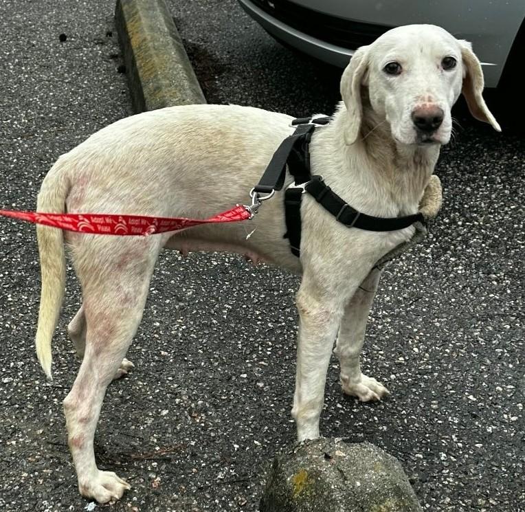 Enlarge Mabel, a ADOPTABLE Hound in North Myrtle Beach, SC image 3/3