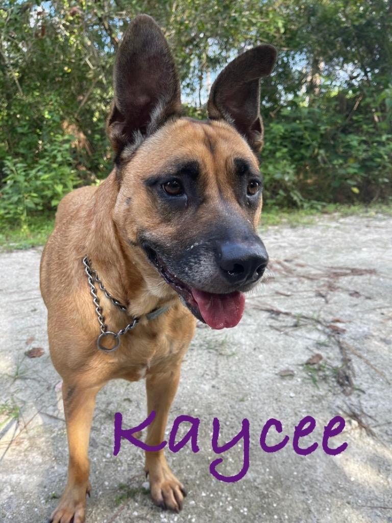 Enlarge Kaycee, a Adoptable Black Mouth Cur in Fort Pierce, FL image 1/1
