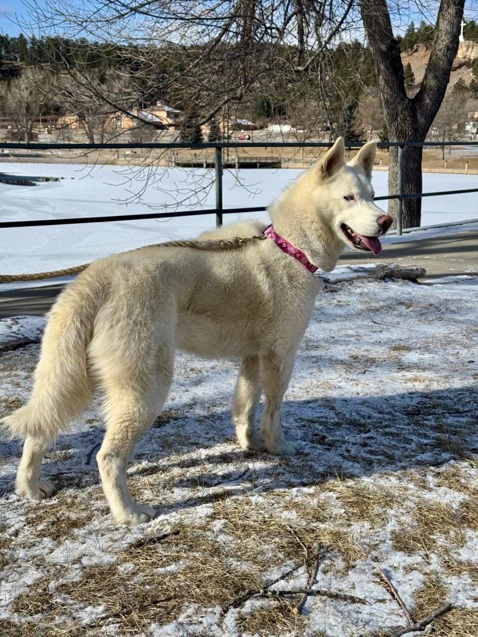 Enlarge Sugar, an adoptable mixed breed in Rapid City, SD image 6/6