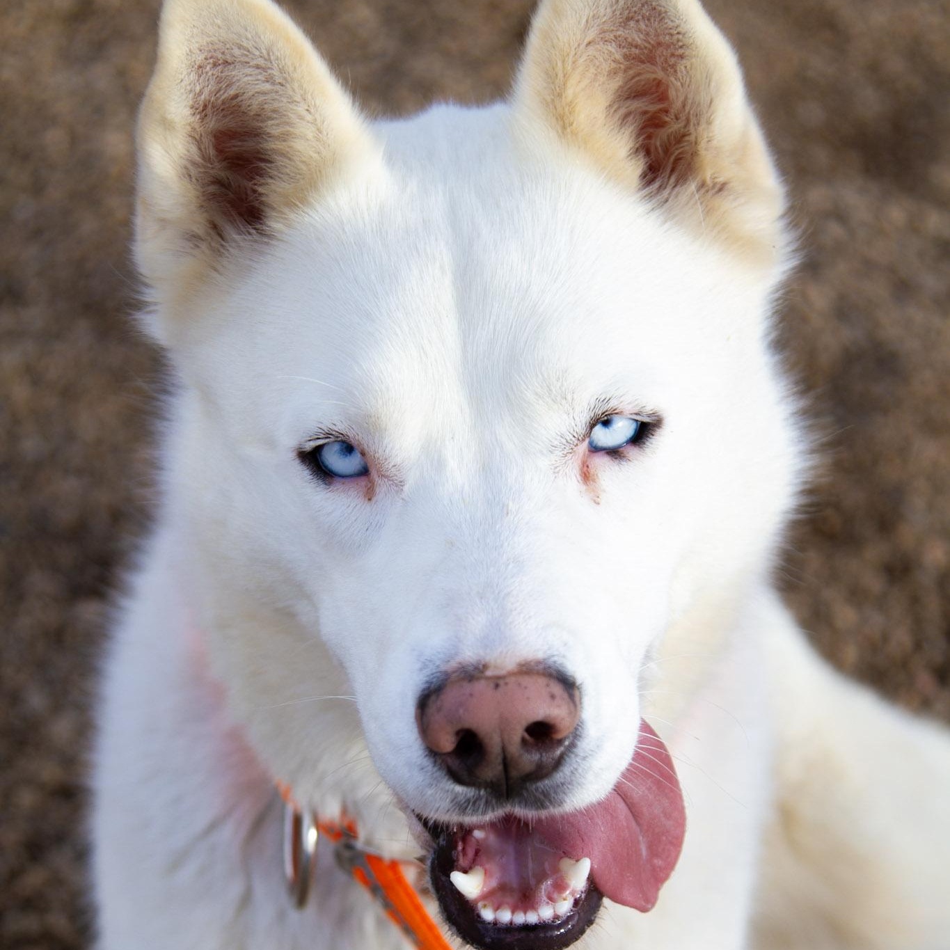 Enlarge Sugar, an adoptable mixed breed in Rapid City, SD image 2/6