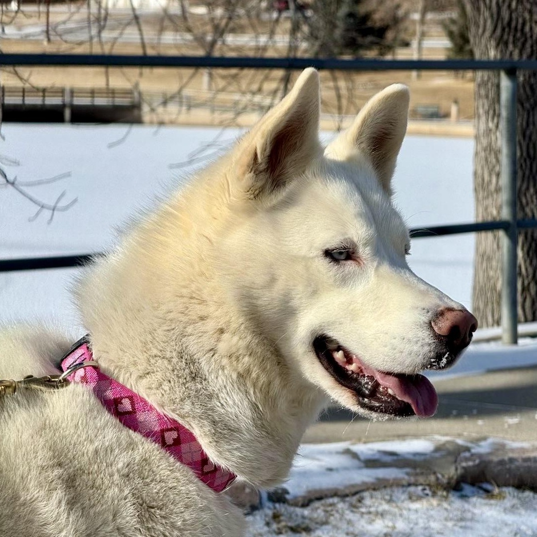 Sugar, adoptable, Adult Female Siberian Husky.