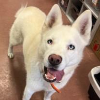 Enlarge Sugar, an adoptable mixed breed in Rapid City, SD image 3/6