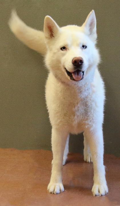Enlarge Sugar, an adoptable mixed breed in Rapid City, SD image 5/6