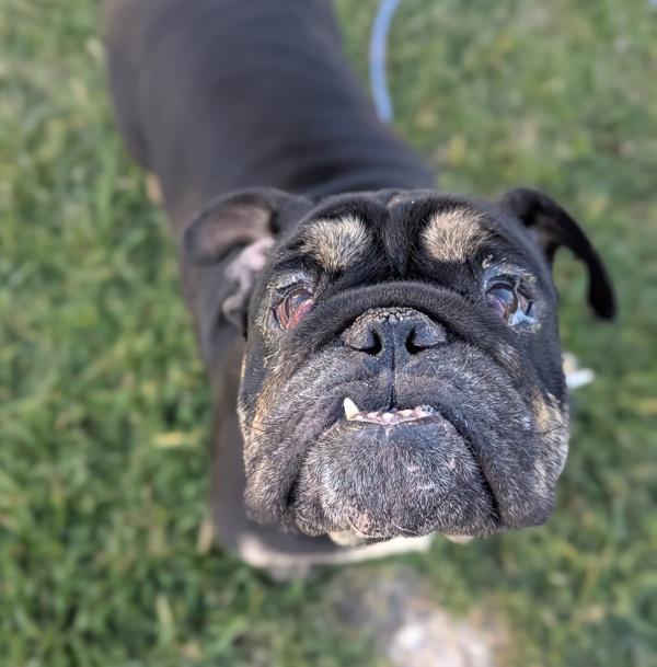 Pancho, Adoptable, Adult Male English Bulldog.