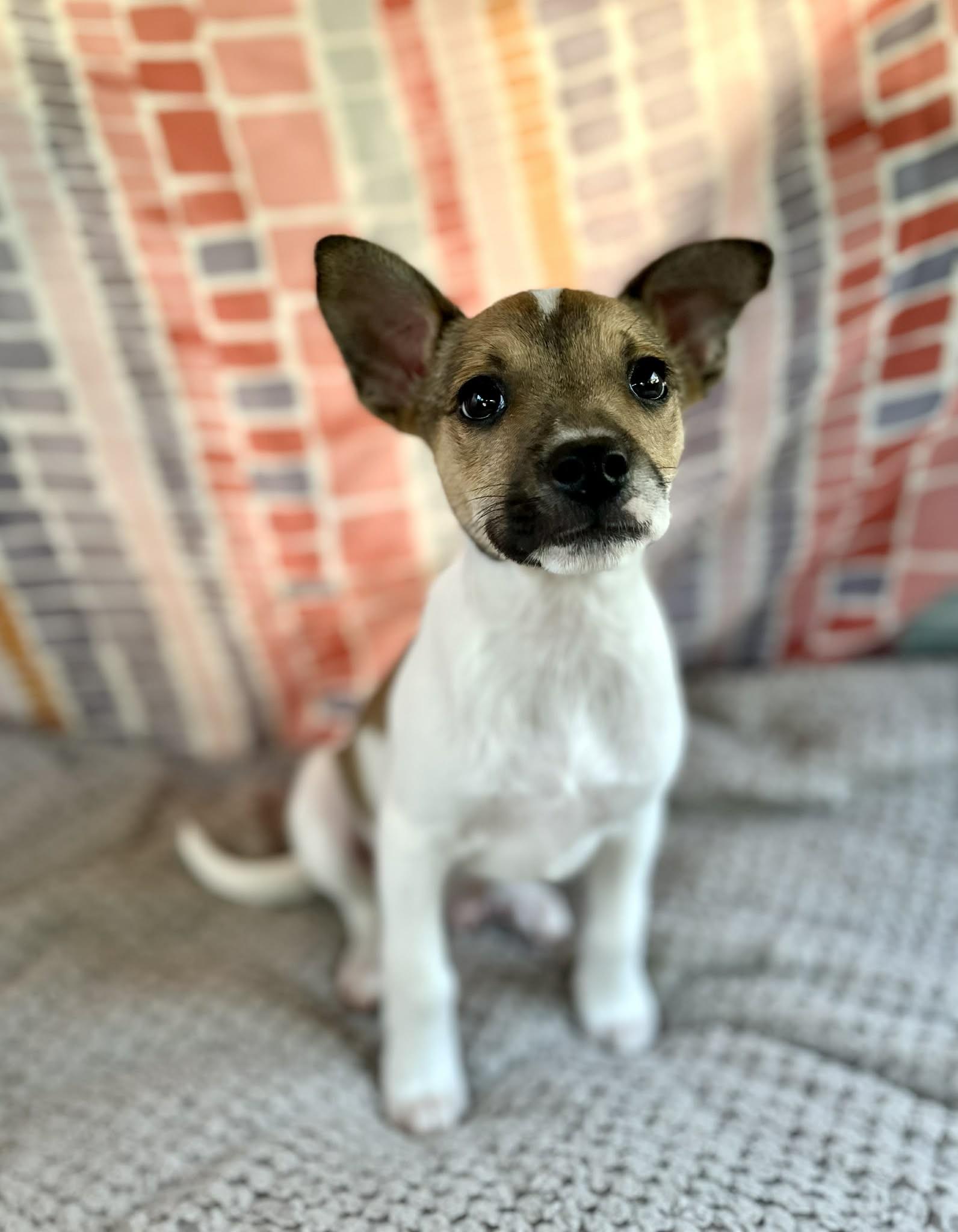 Enlarge Larry, an adopted mixed breed in Putnam, CT image 4/6