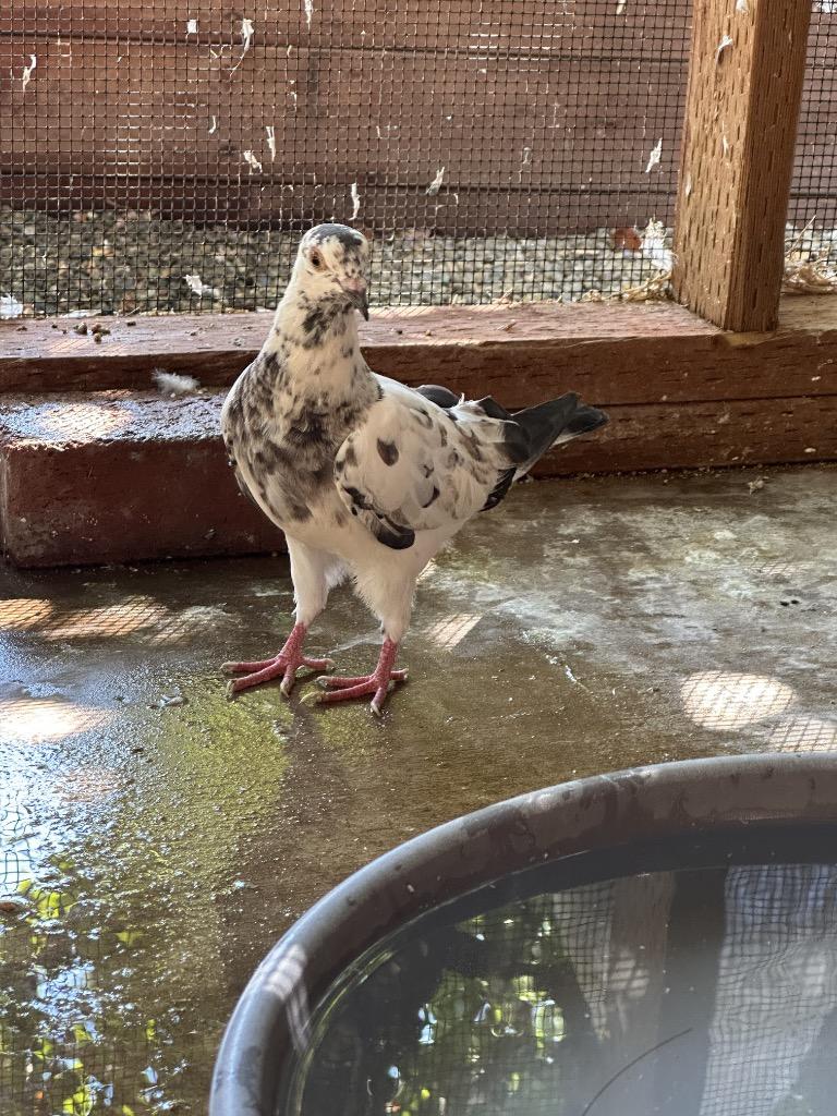 Templeton, Adoptable, Young Male Pigeon.