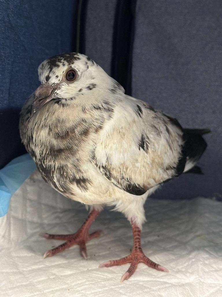 Enlarge Templeton, a Adoptable Pigeon in San Francisco, CA image 2/2