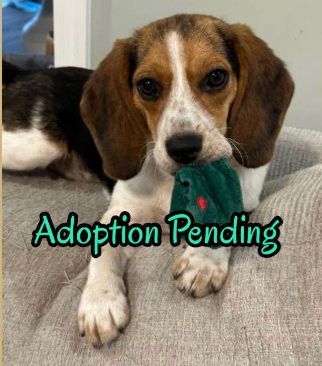 Enlarge Ashley, a Adopted Beagle in Dunnellon, FL image 2/3