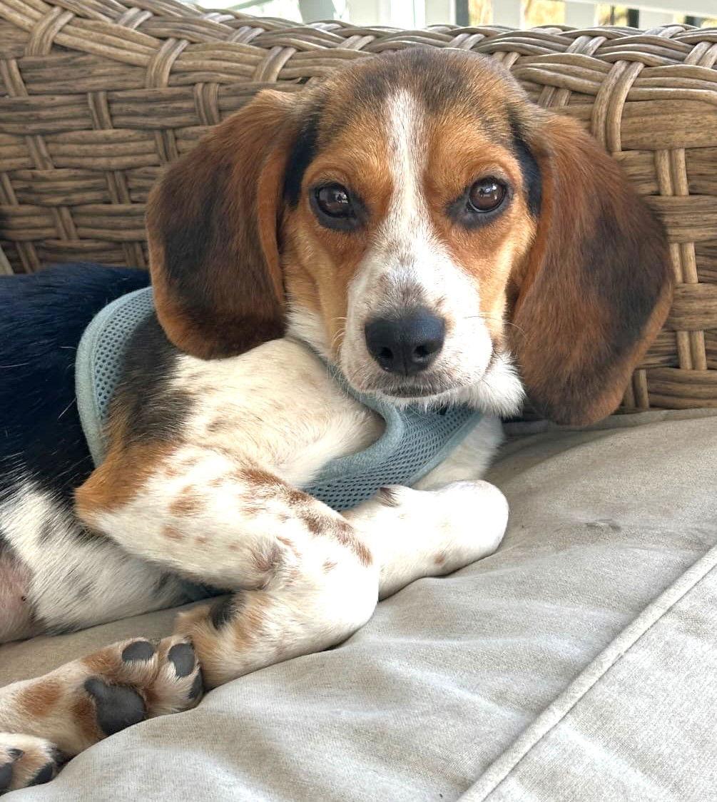 Enlarge Ashley, a Adopted Beagle in Dunnellon, FL image 3/3