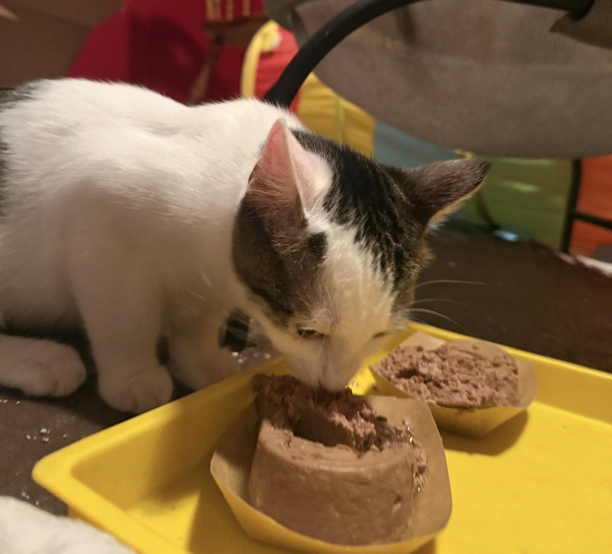 Enlarge Treasure, a Adoptable Domestic Short Hair in Oceanside, CA image 2/2