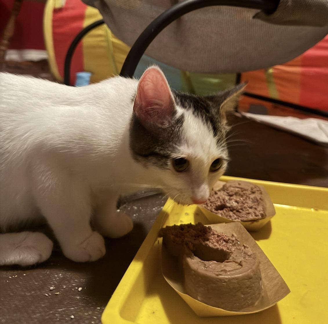 Treasure, Adoptable, Young Female Domestic Short Hair.