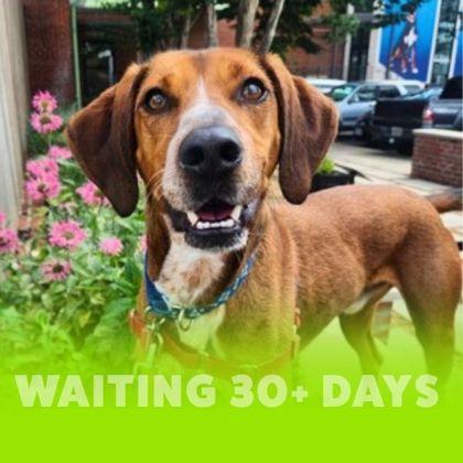 Presley, Adoptable, Adult Male Redbone Coonhound & Mixed Breed.