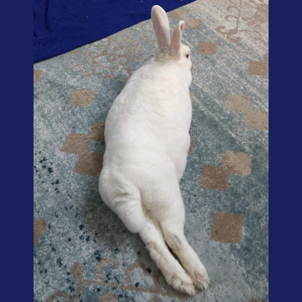 Enlarge Pipkin, a Adoptable Rex in Kennesaw, GA image 1/6