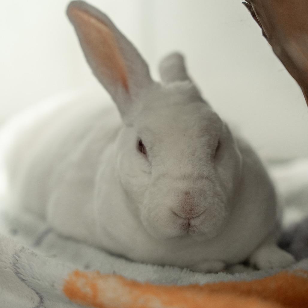 Enlarge Pipkin, a Adoptable Rex in Kennesaw, GA image 6/6