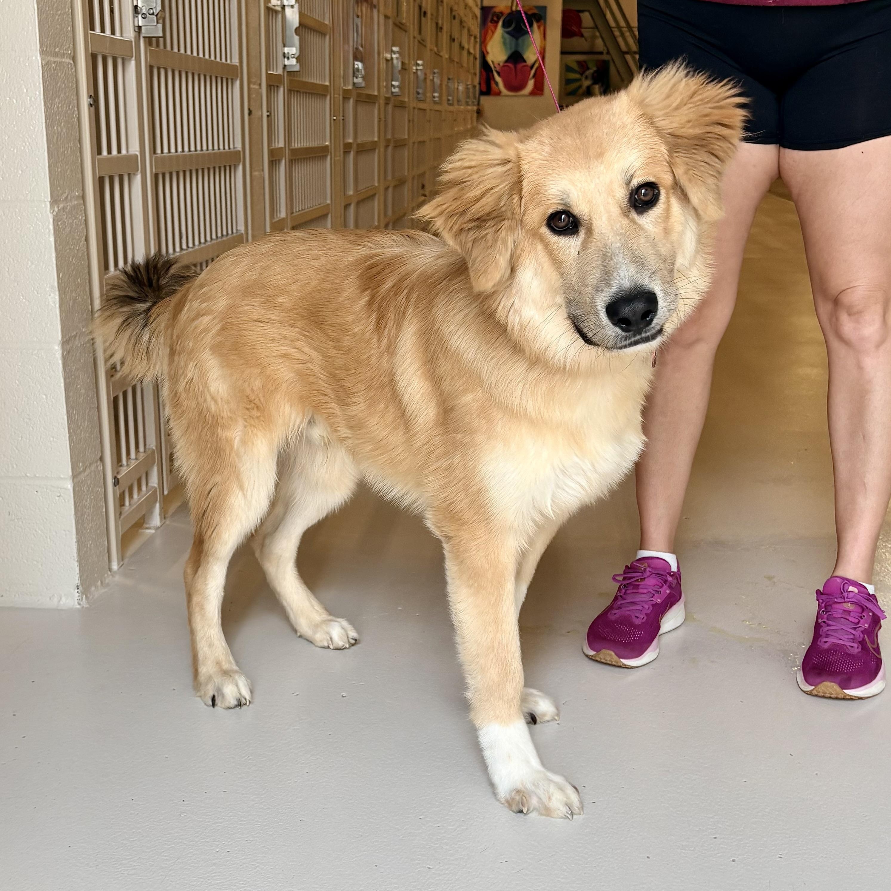 Franklin, Adopted, Puppy Male Golden Retriever.