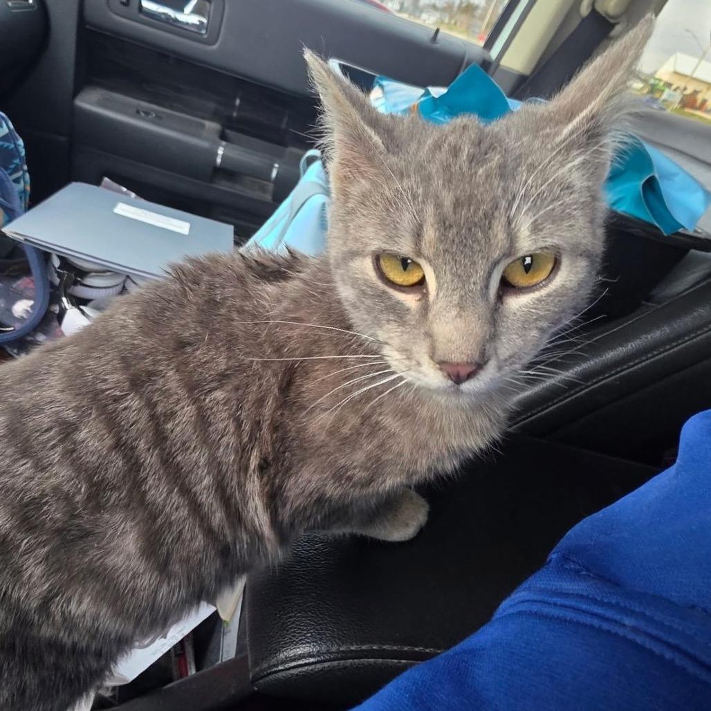 Ricky, Adoptable, Young Male Domestic Short Hair.