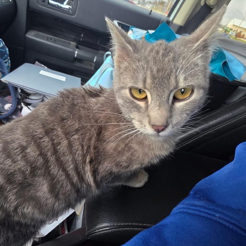 Enlarge Ricky, a Adoptable Domestic Short Hair in Rochester, MN image 2/2