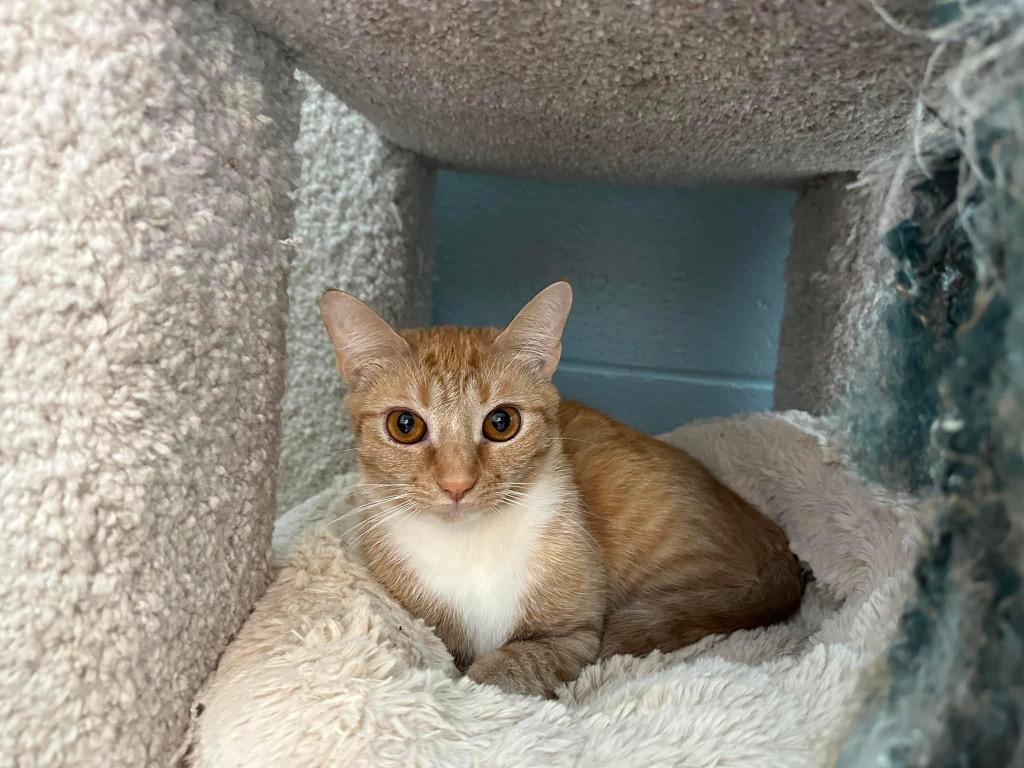 Tinker, Adoptable, Adult Female Domestic Short Hair.
