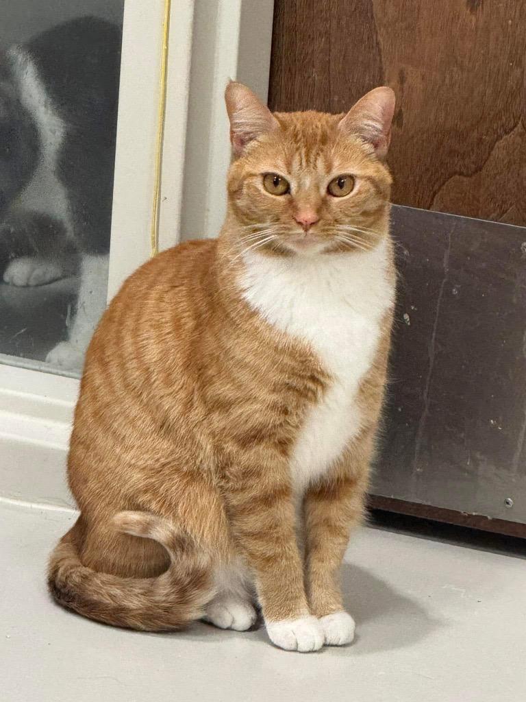 Tinker, a Adoptable mixed breed in Dalton, GA image 4/6