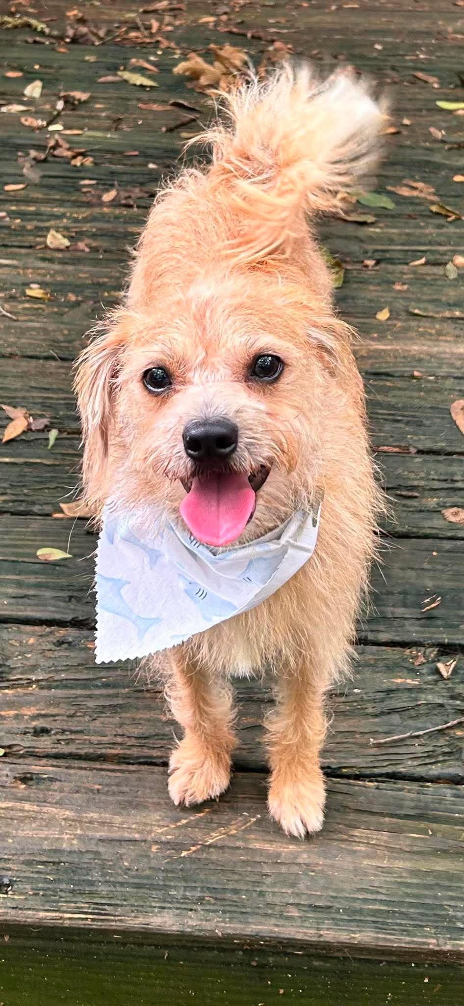 Harry, ADOPTABLE, Young Male Terrier.