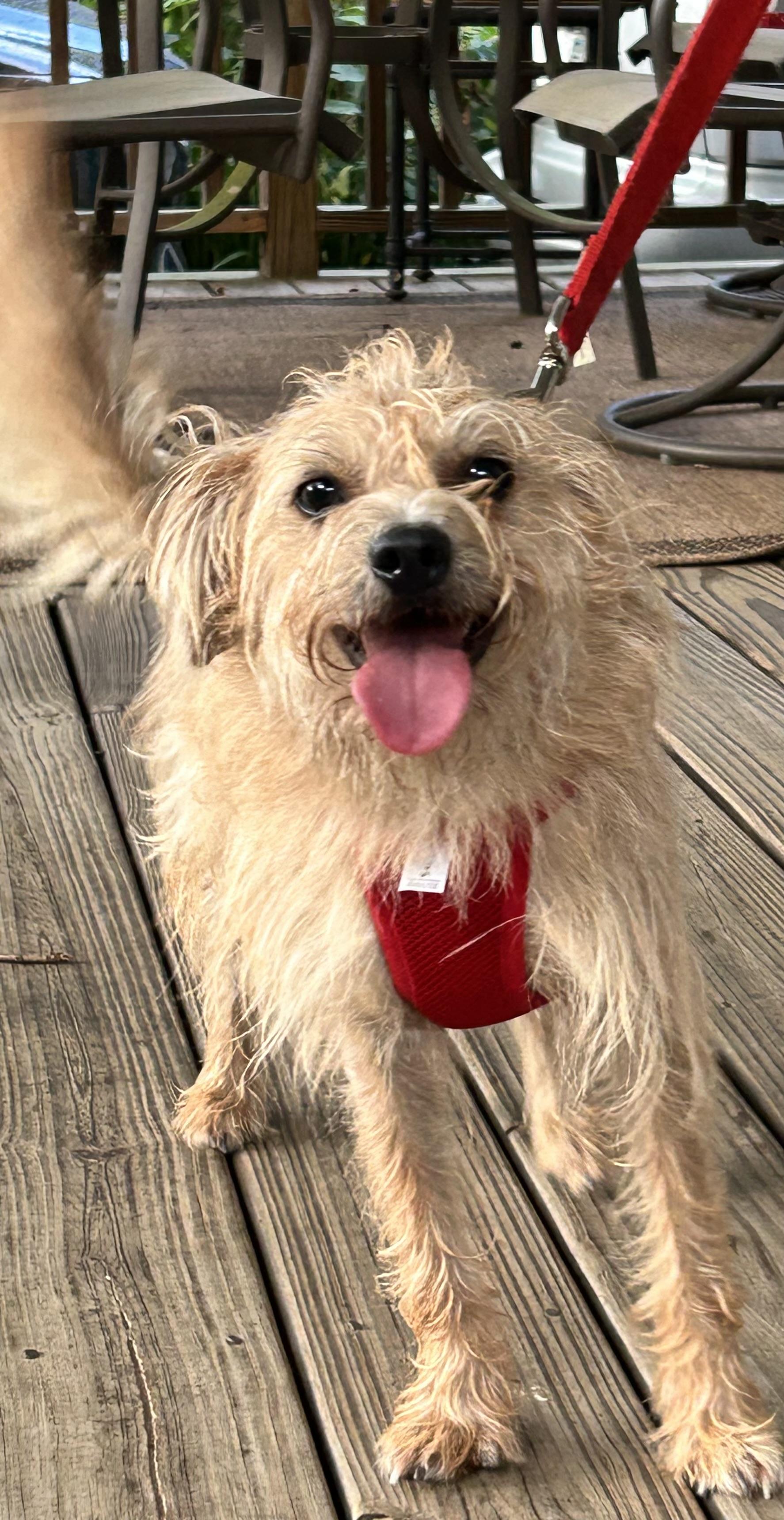 Enlarge Harry, a ADOPTABLE mixed breed in East Point, GA image 1/1