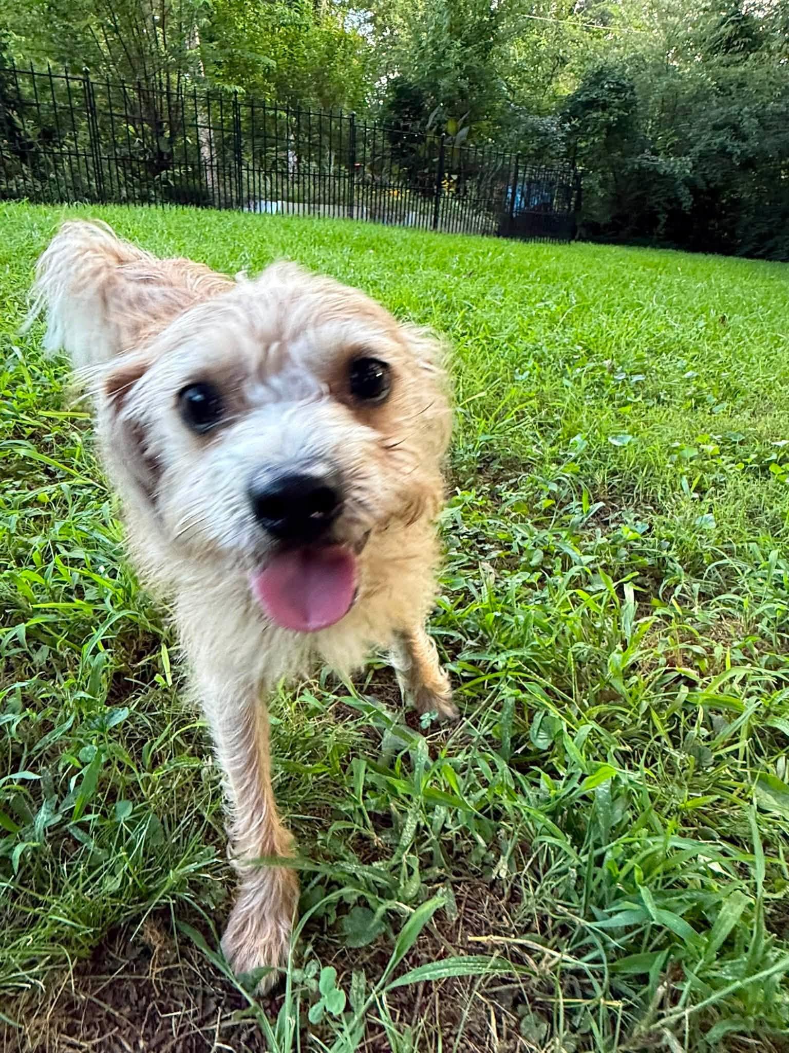 Harry, a ADOPTABLE mixed breed in East Point, GA image 3/4