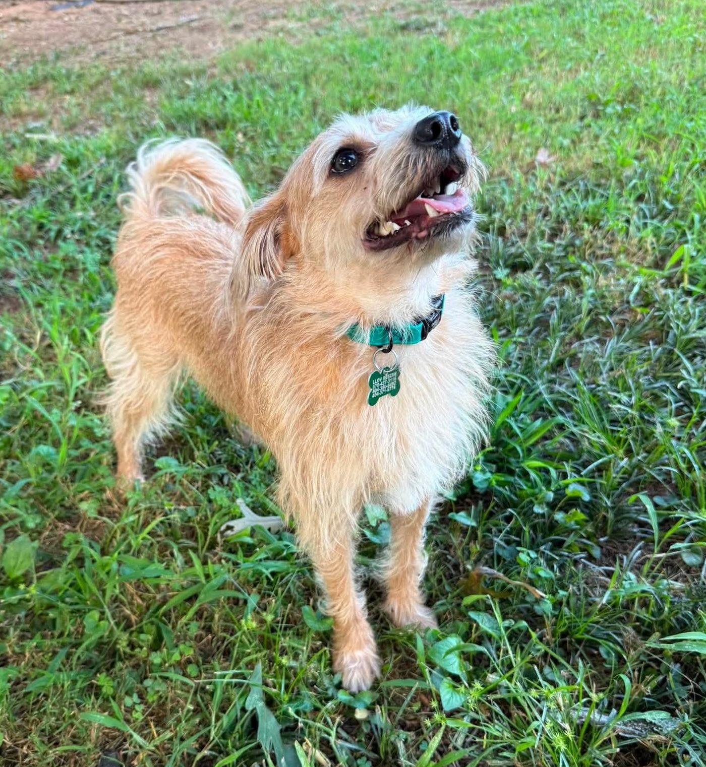 Harry, a ADOPTABLE mixed breed in East Point, GA image 4/4