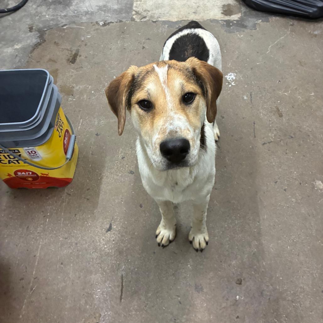 Enlarge Scooter, a Adoptable Mixed Breed in Corbin, KY image 1/6