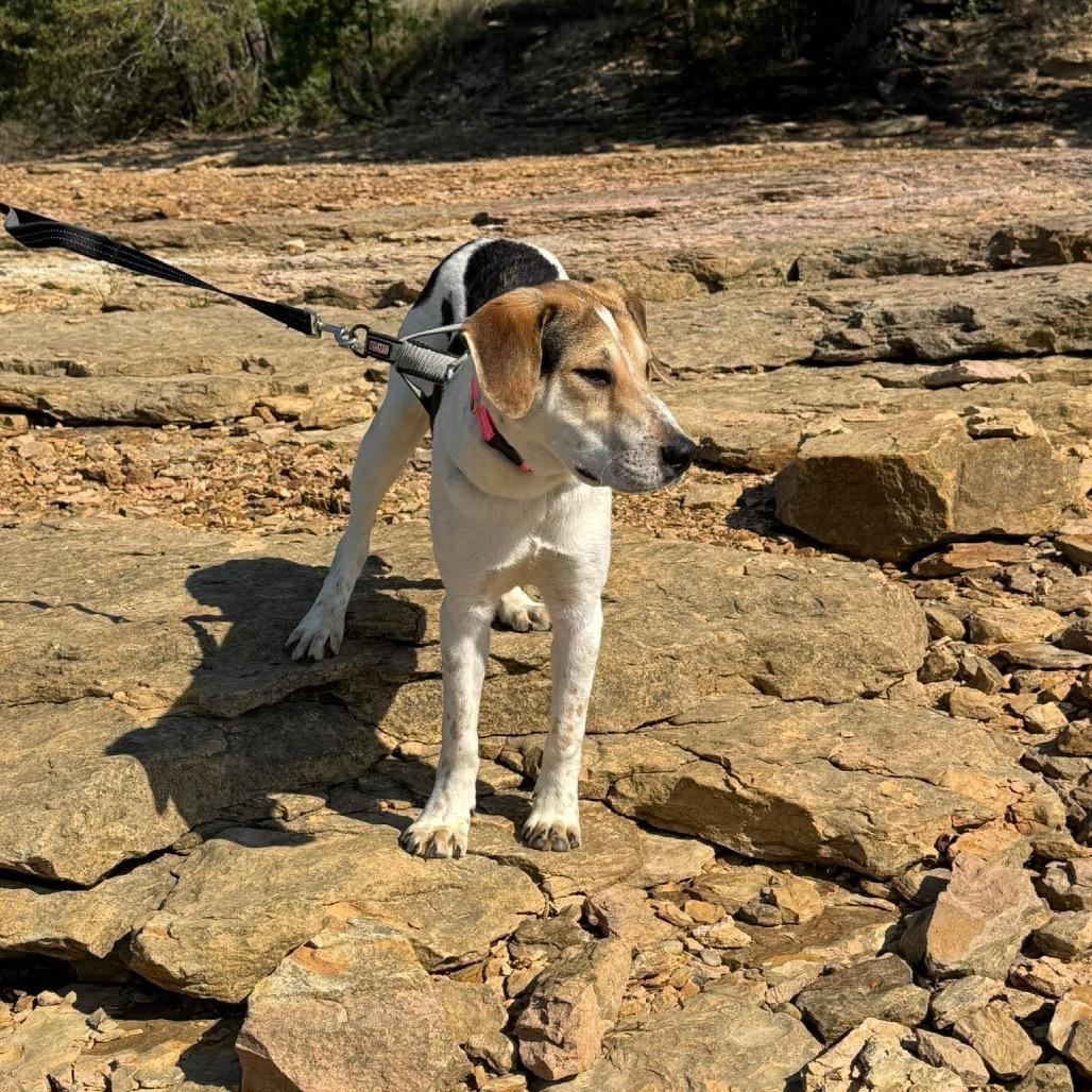 Enlarge Scooter, a Adoptable Mixed Breed in Corbin, KY image 2/6