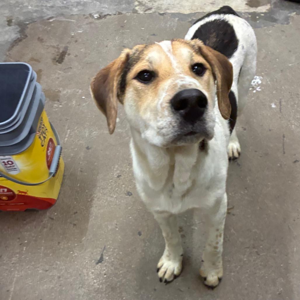 Enlarge Scooter, a Adoptable Mixed Breed in Corbin, KY image 3/6