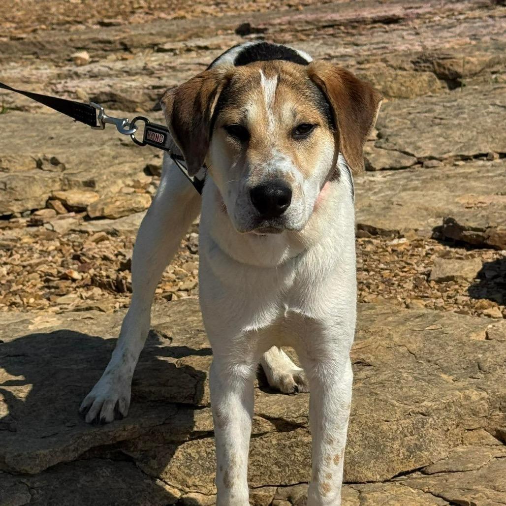 Enlarge Scooter, a Adoptable Mixed Breed in Corbin, KY image 4/6