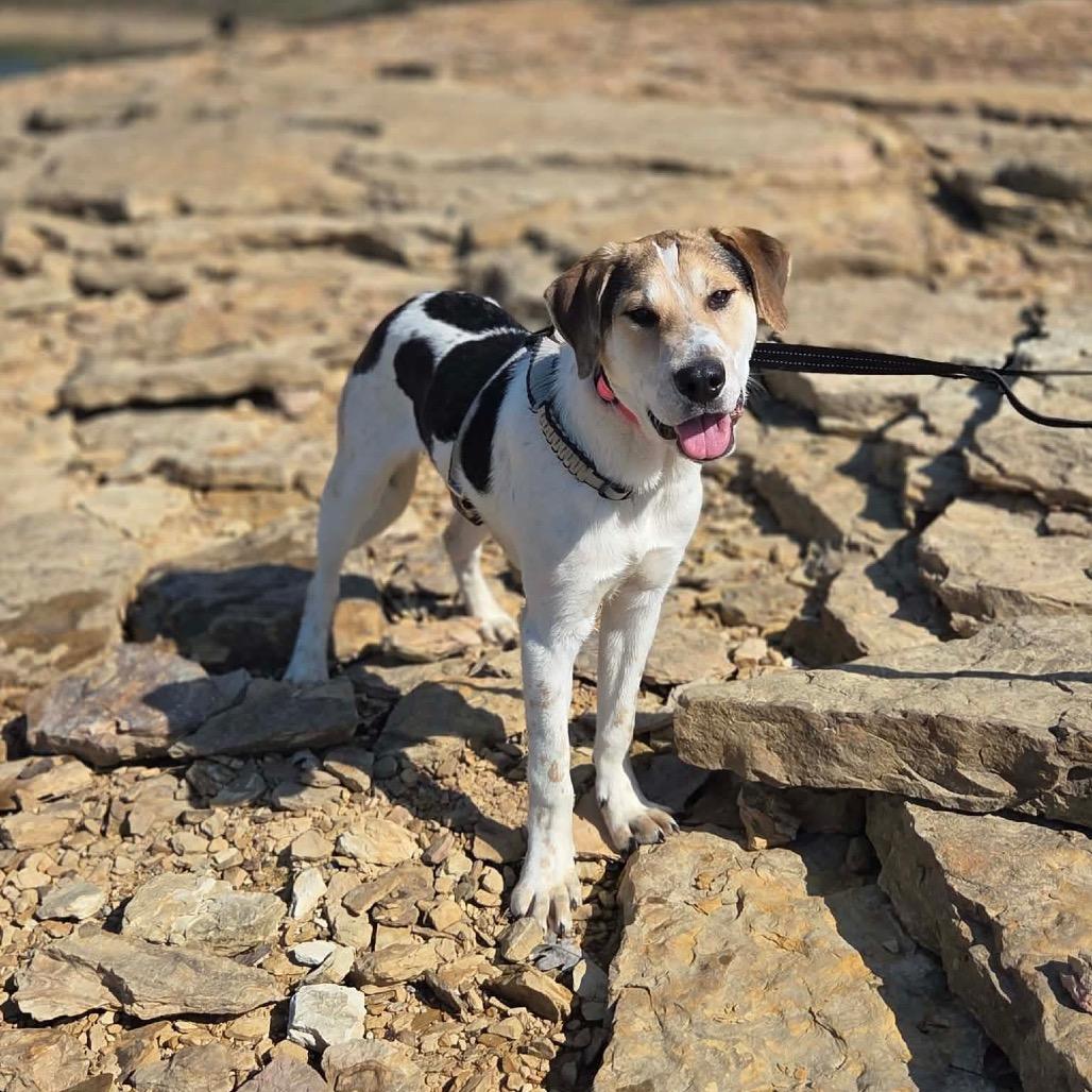 Enlarge Scooter, a Adoptable Mixed Breed in Corbin, KY image 5/6