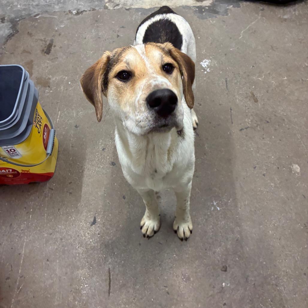 Enlarge Scooter, a Adoptable Mixed Breed in Corbin, KY image 6/6