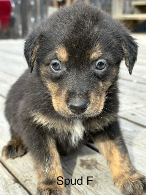 Enlarge Spud, a Adoptable Mixed Breed in Exshaw, AB image 1/1