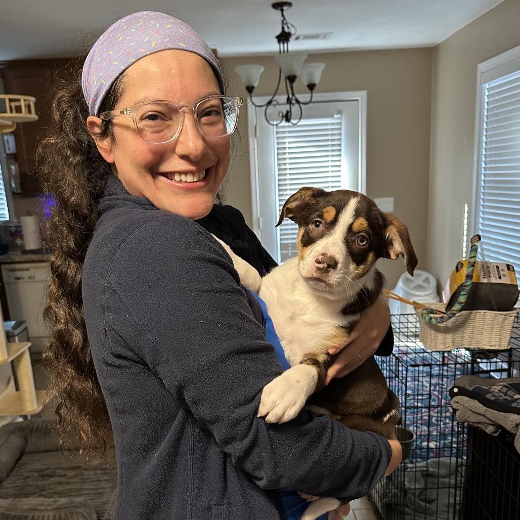 Cannoli, Adoptable, Puppy Female English Pointer & English Bulldog.