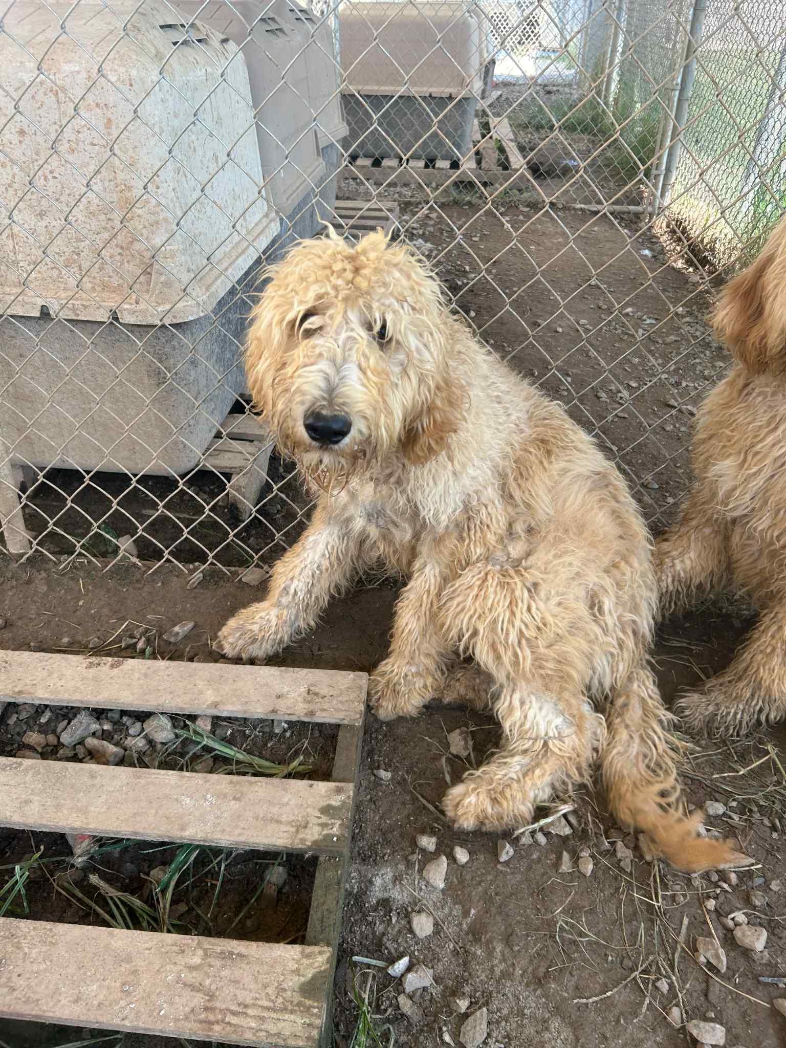 Weston-Foster Home Needed