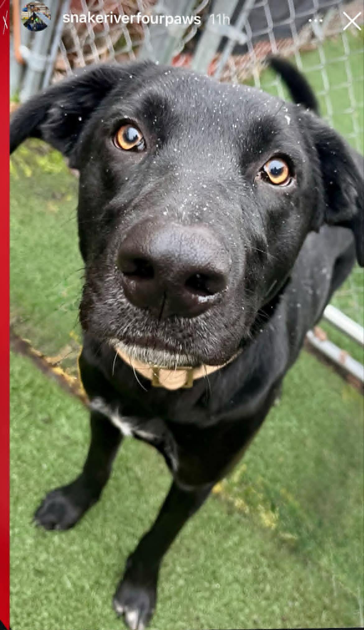 Archie, a ADOPTABLE mixed breed in Lewiston, ID image 1/2